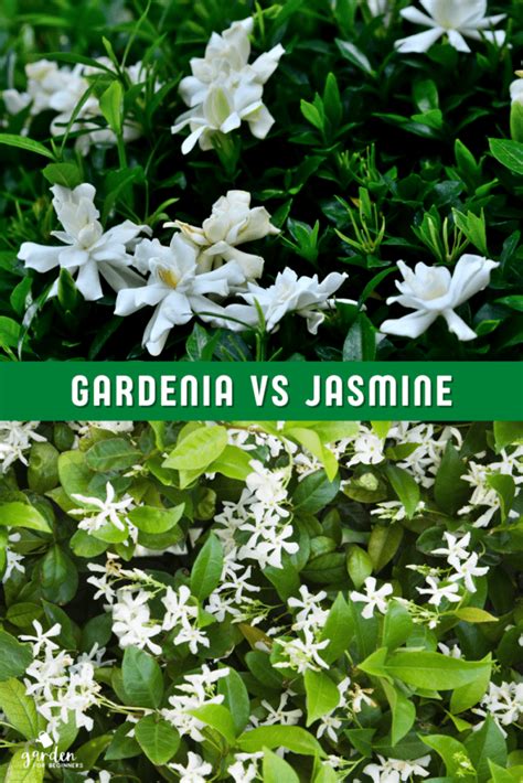 jasmine vs gardenia